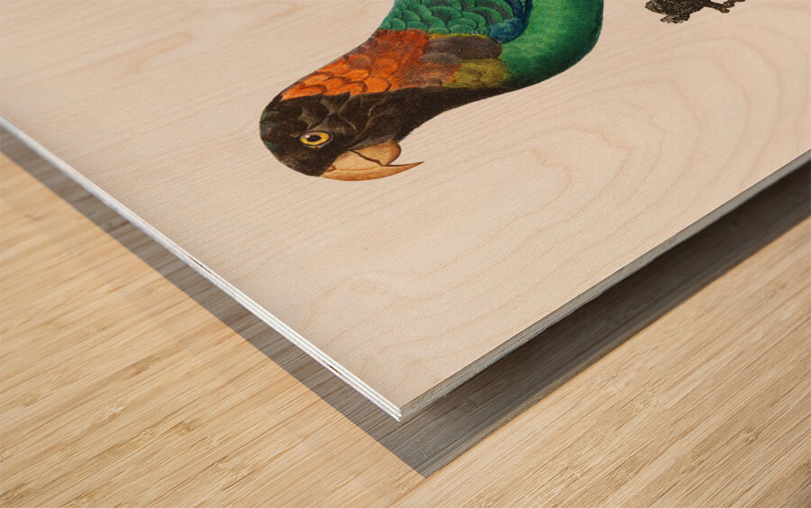 Caica parrot  Wood print