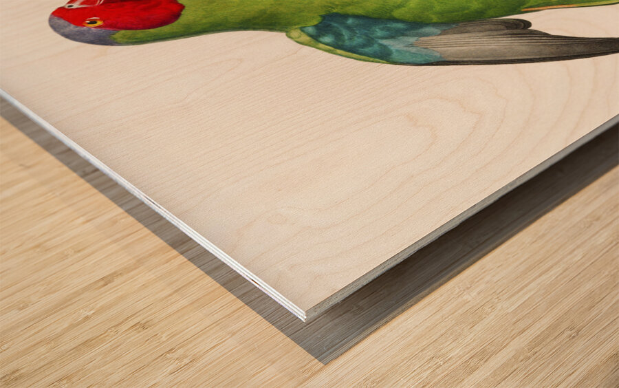 Red-cheeked parrot  Wood print