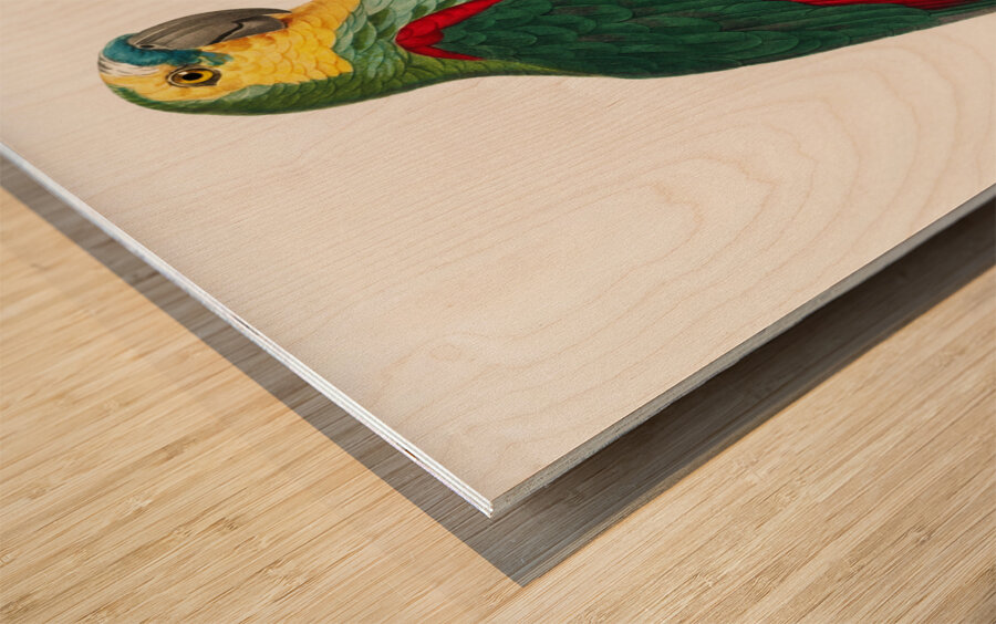 Turquoise-fronted parrot  Wood print