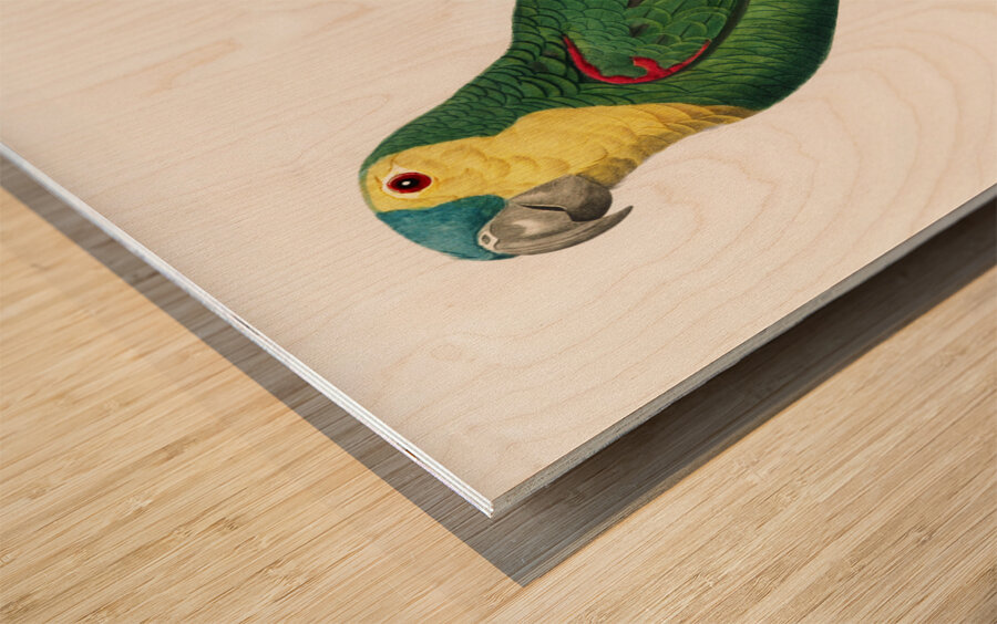 Blue-fronted amazon  Wood print