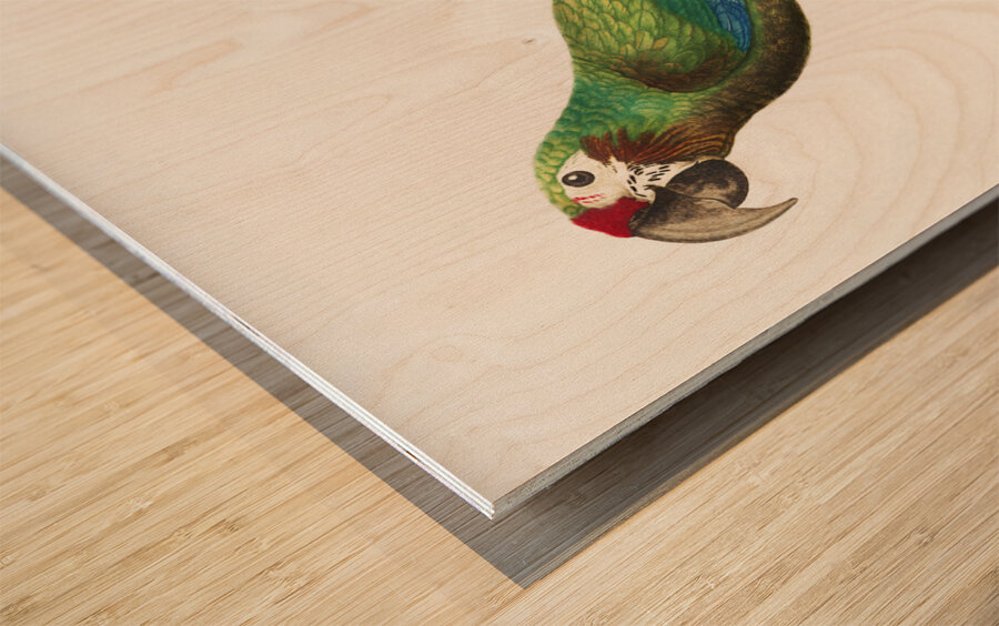 Buffons macaw  Wood print