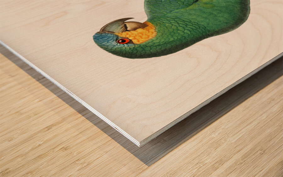 Loro guaro  Wood print