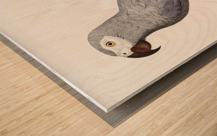 Congo grey parrot  Wood print