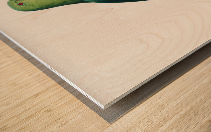 Ring-necked parakeet  Wood print