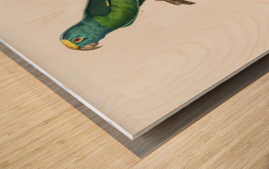 Tui parakeet  Wood print