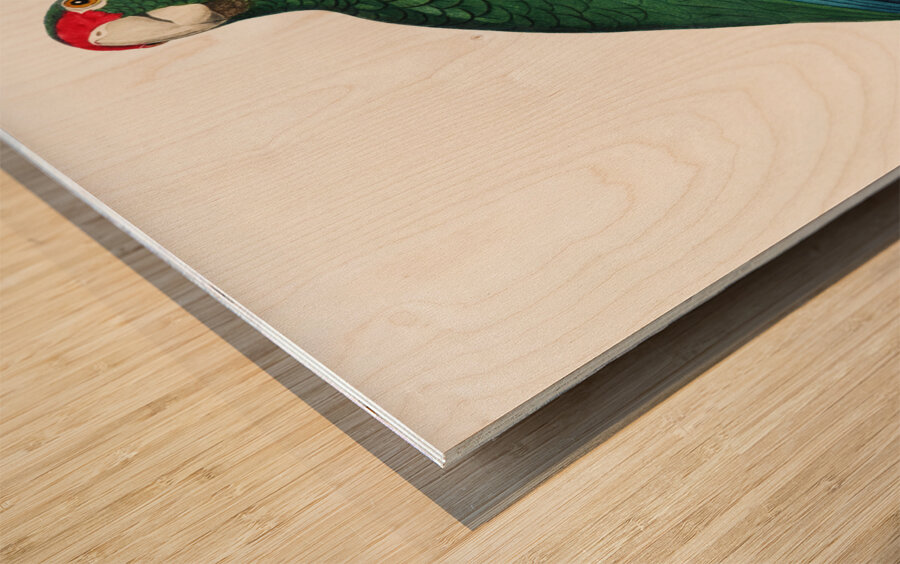 Rose-throated parrot  Wood print