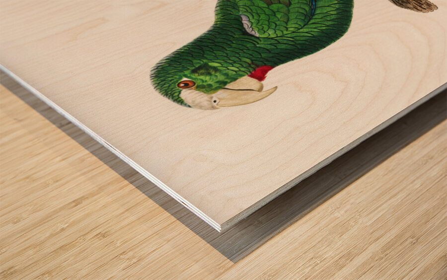 Cuban parrot  Wood print