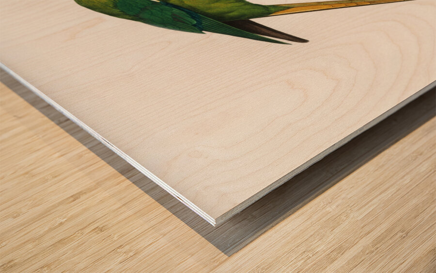 Plum-headed parakeet  Wood print