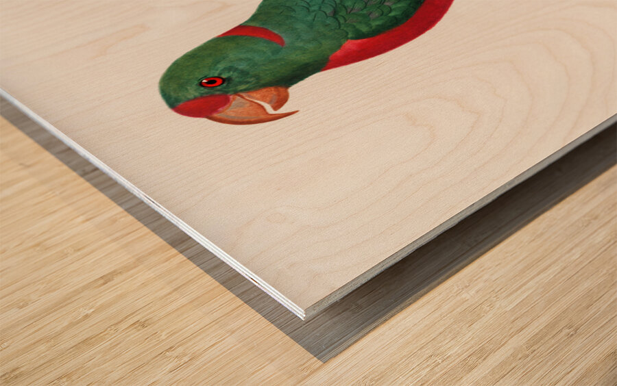 Jardines parrot  Wood print