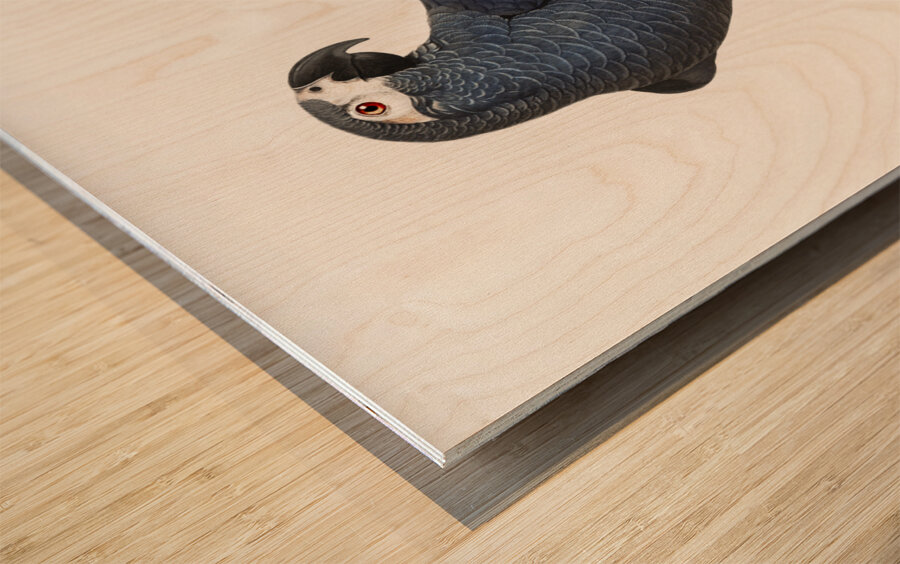 African grey parrot  Wood print