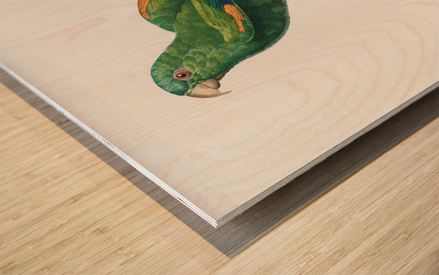 Sumba lorikeet  Wood print