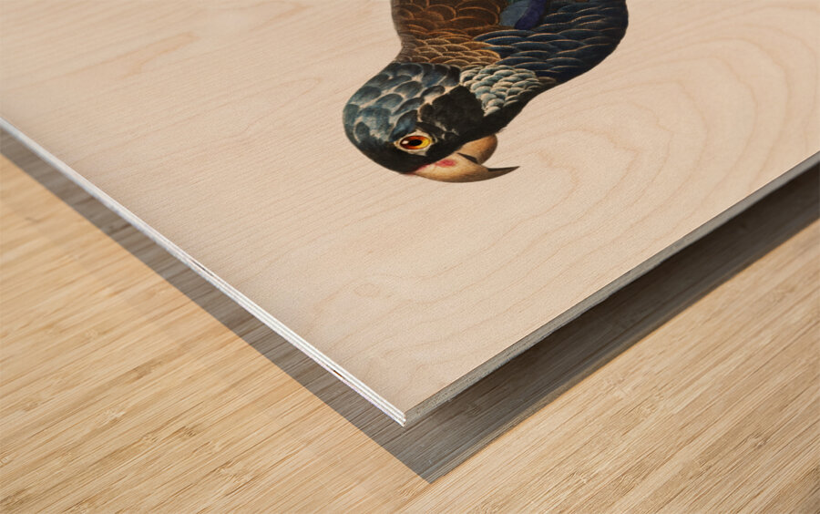 Bronze-winged parrot  Impression sur bois