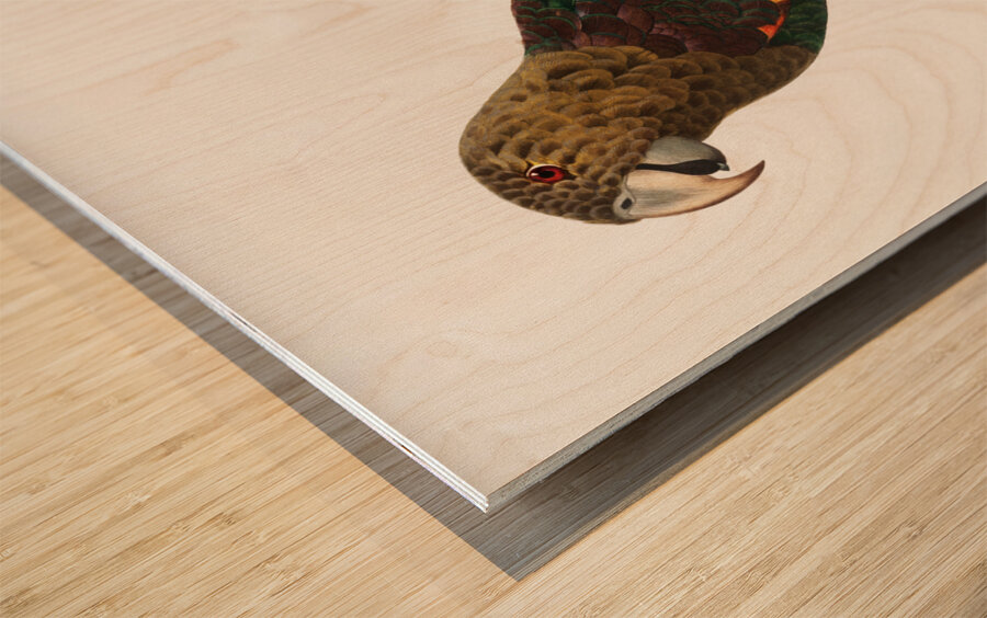 Uncape parrot  Wood print