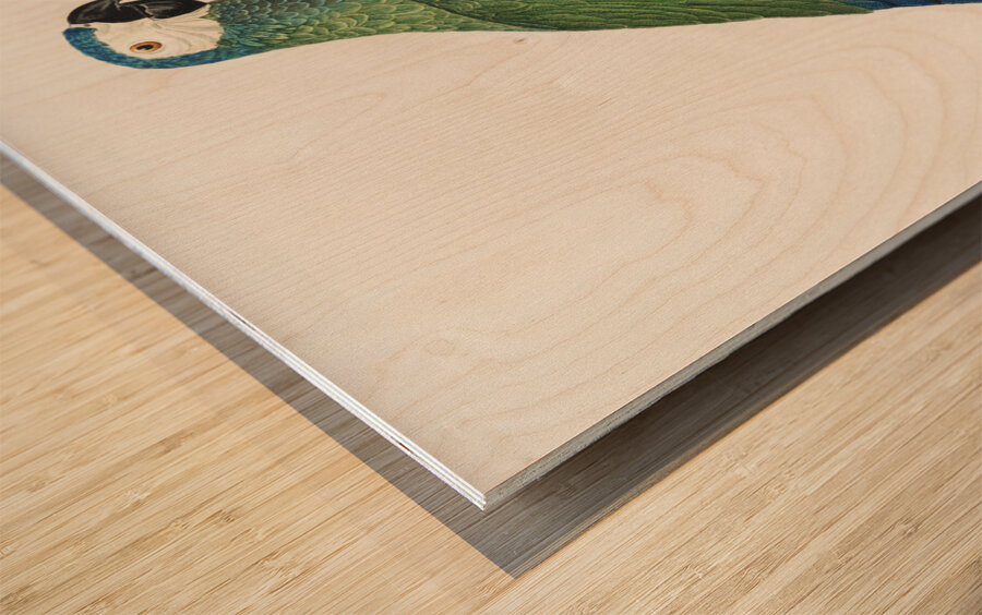 Red-bellied macaw  Wood print