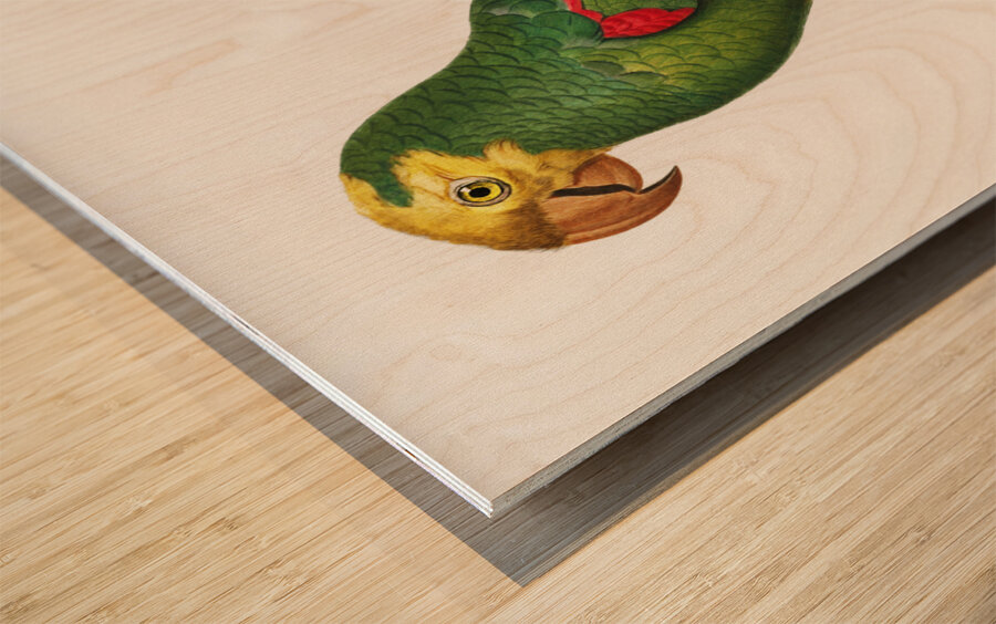 Yellow-crowned amazon  Wood print