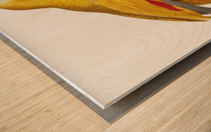 African grey parrot  Wood print