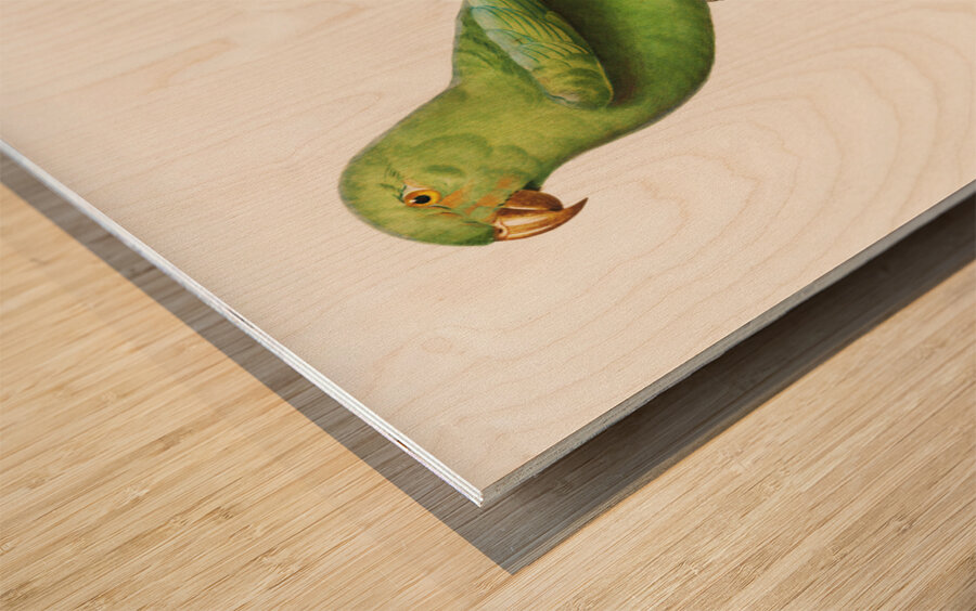 Red-cheeked parrot  Wood print