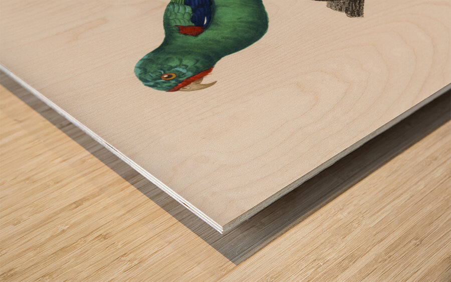 Swift parrot  Wood print