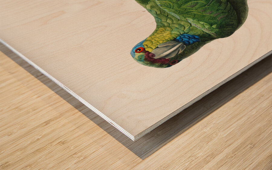 Festive parrot  Wood print