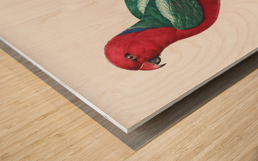 Australian king parrot  Wood print