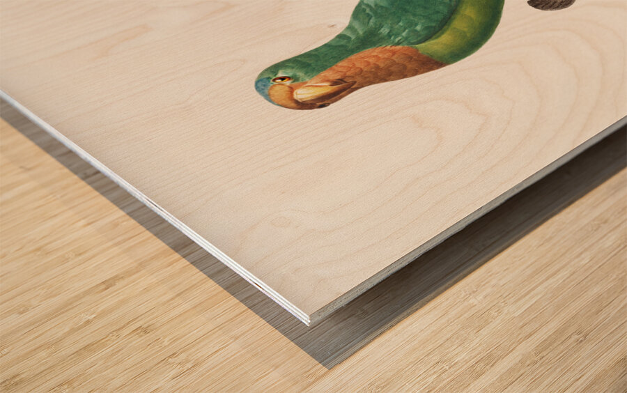 St Thomas conure  Wood print