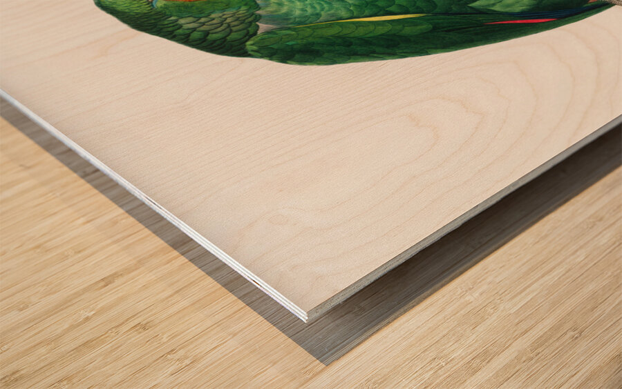 Orange-winged parrot  Wood print