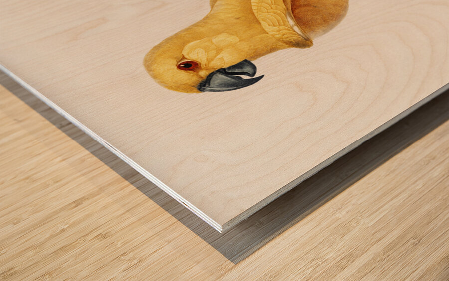 Rare yellow senegal parrot  Wood print