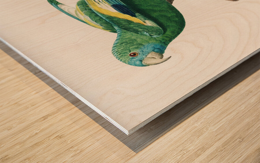 Canary-winged parakeet  Wood print