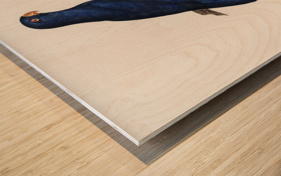 Sparman parakeet  Wood print