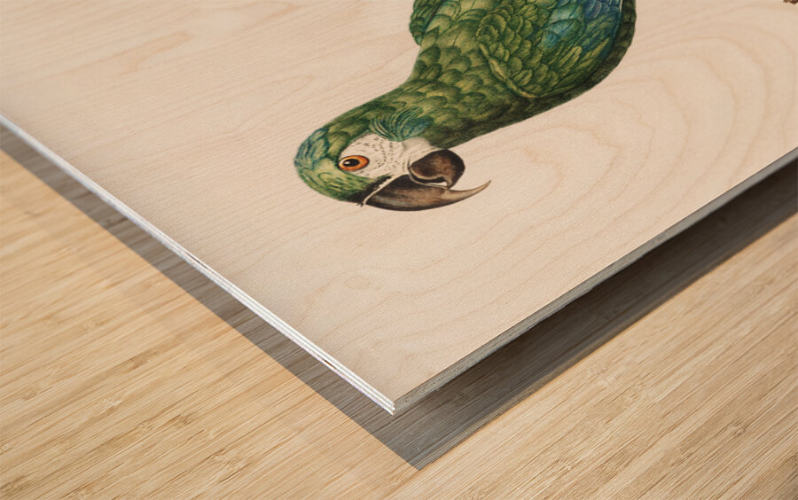 Illigers macaw  Wood print