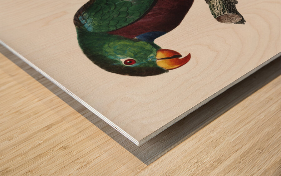 Red-billed pionus  Wood print