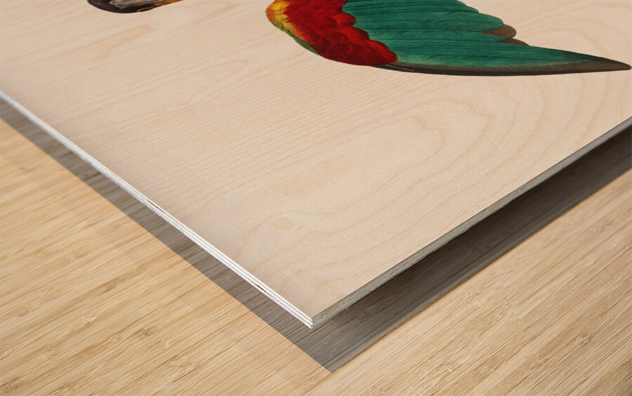 Orange-cheeked parrot  Wood print