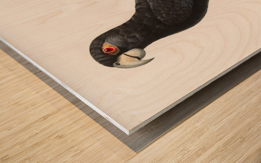 Greater vasa parrot  Wood print