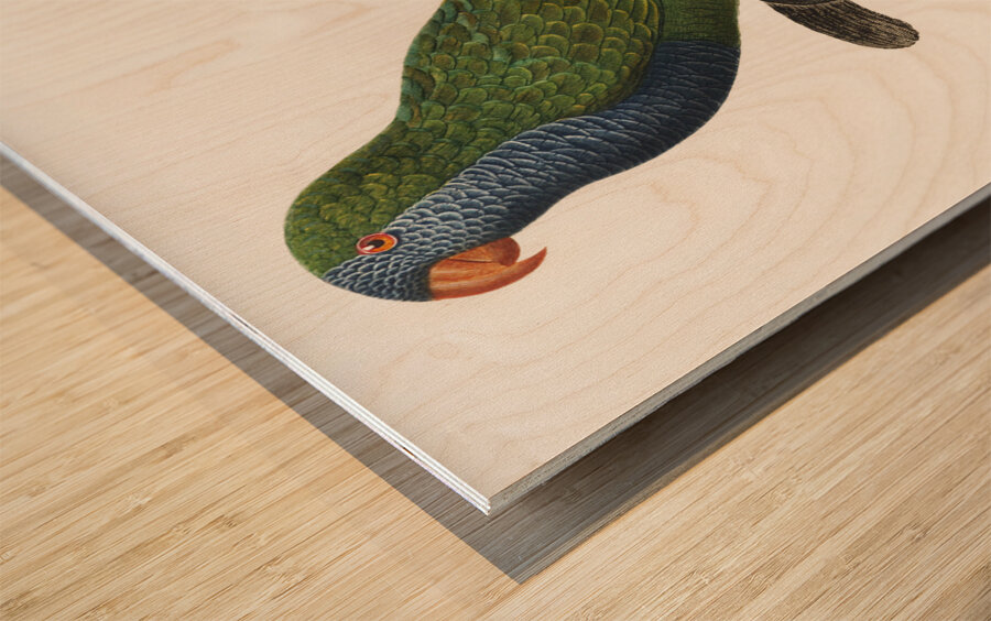 Quaker parrot  Wood print