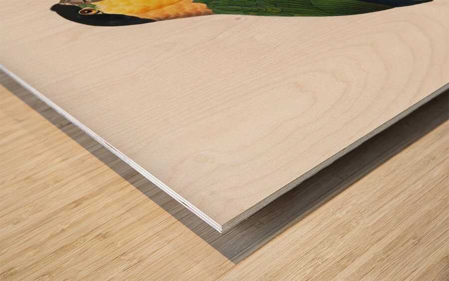 Black-Headed Parrot  Wood print