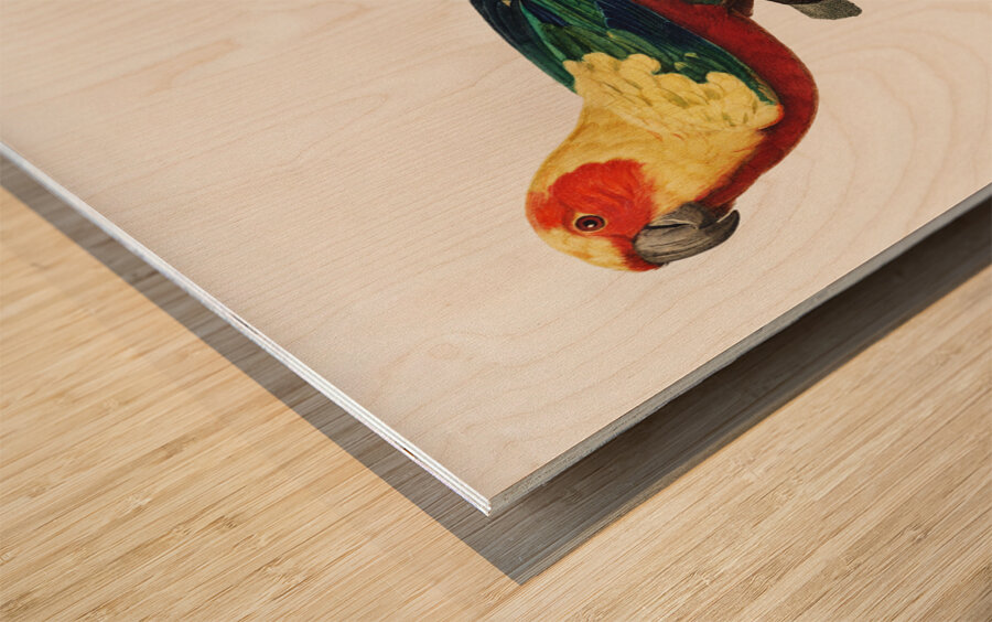 Sun parakeet  Wood print