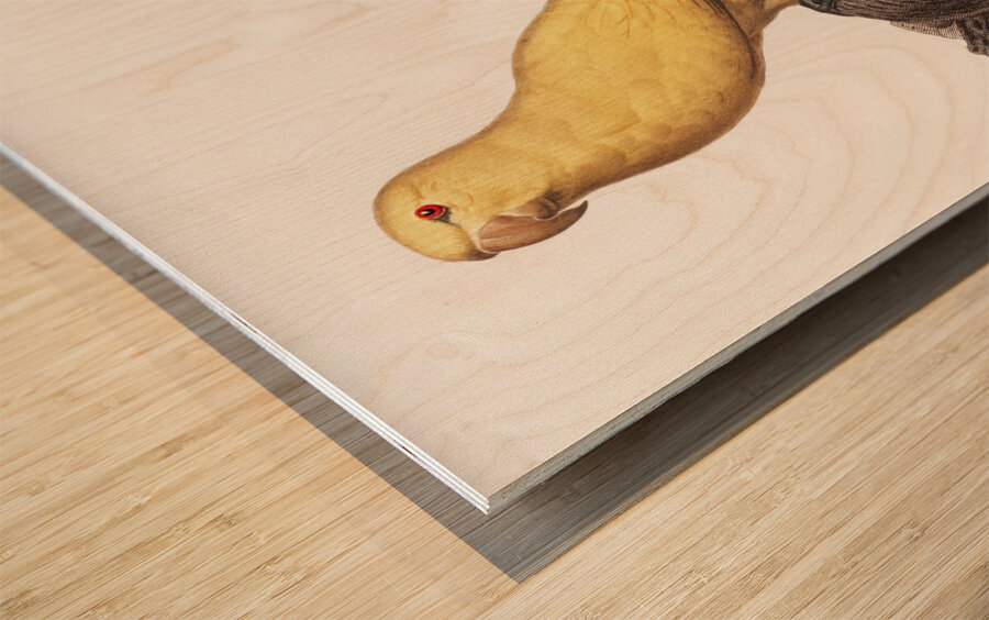 Lutino parakeet  Wood print