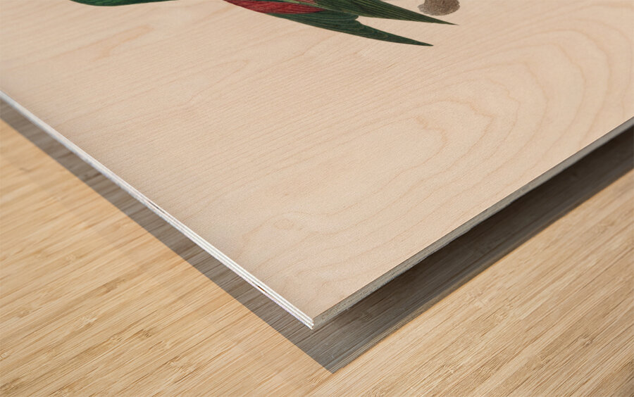 Red-throated conure  Wood print