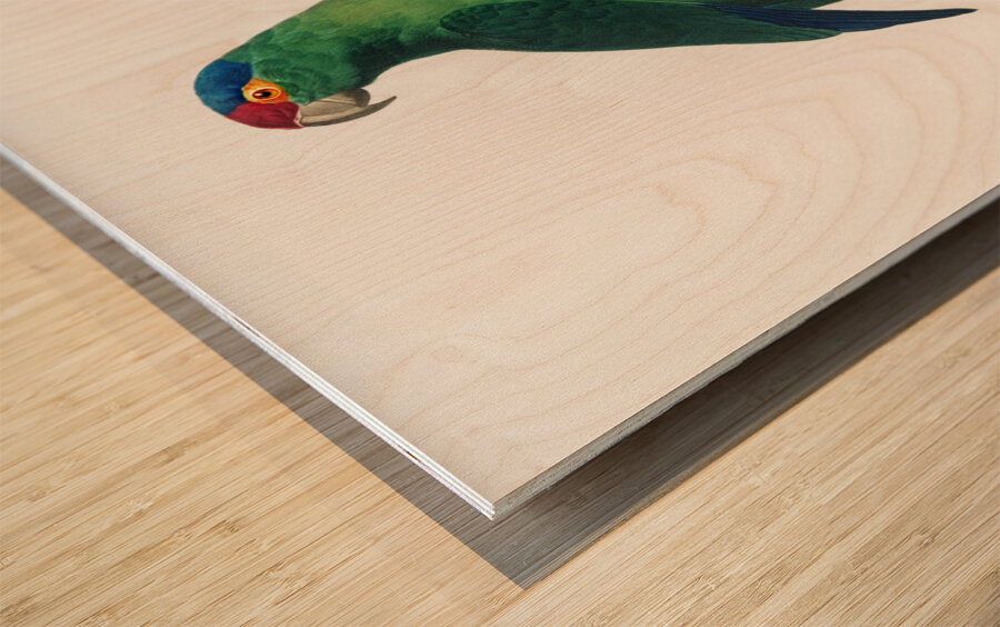 Red-fronted parakeet  Wood print