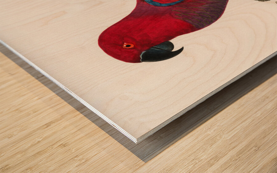 Eclectus parrot  Wood print