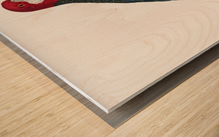 Eastern rosella  Wood print