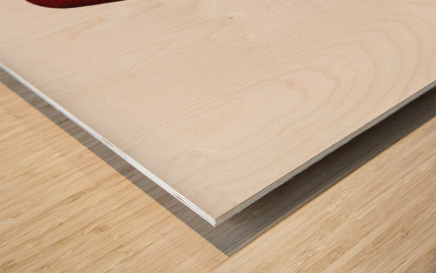 Broad-tailed parrot  Wood print