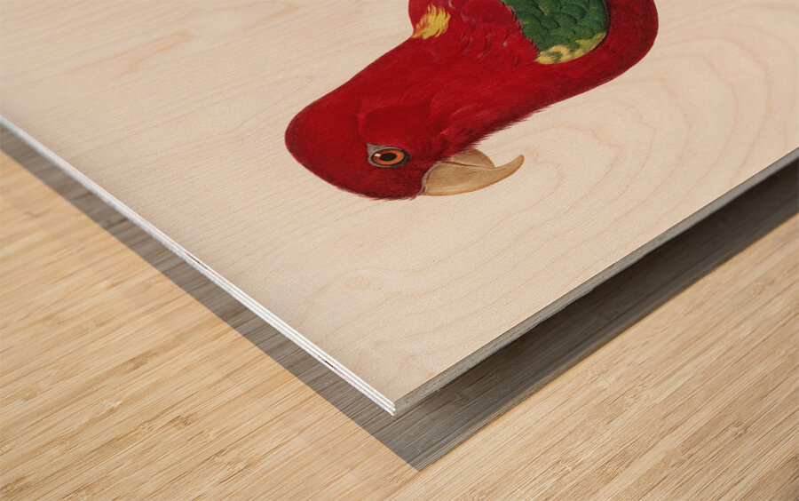 Chattering lory  Wood print