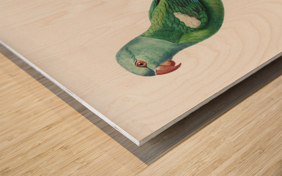 Yellow-shouldered parrot  Wood print