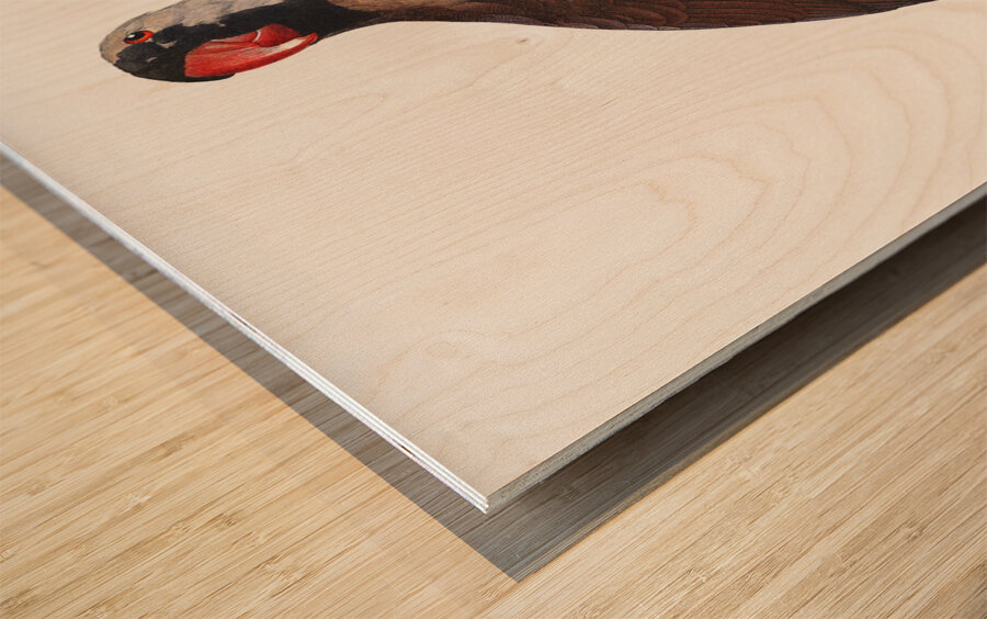 Mascarine parrot  Wood print