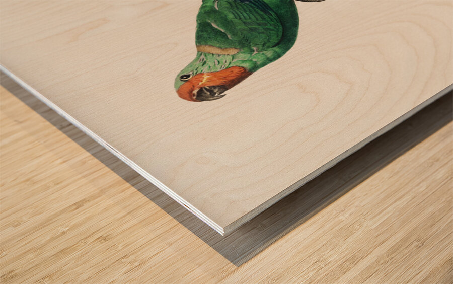 Red-faced parrot  Wood print