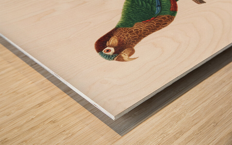 Wave-breasted parakeet  Wood print