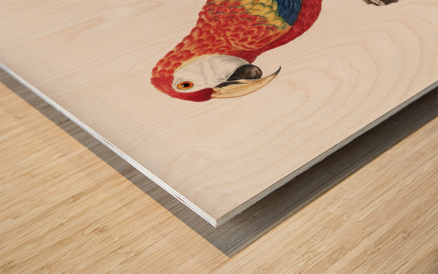 Ara macao  Wood print
