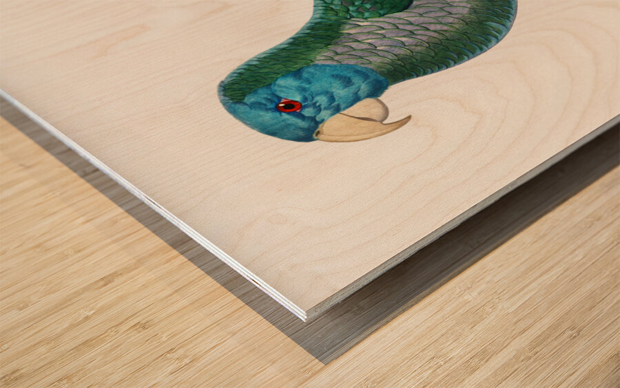 Eclectus parrot  Wood print