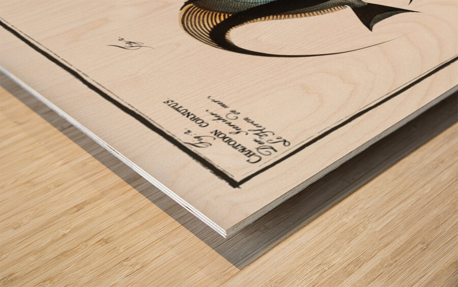 1. Chaetodon macrolepidotus 2. Chaetodon cornutus Wood print